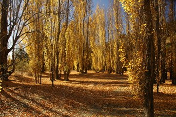 South Island in Autumn with golden trees