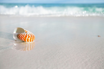 Obraz premium nautilus shell on white beach sand, against sea waves
