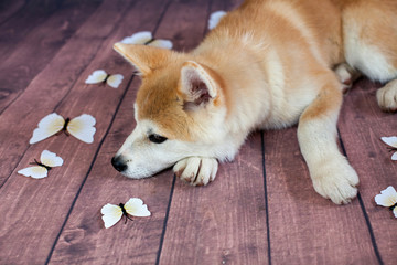 Japanese Akita Dog Resting On The Floor