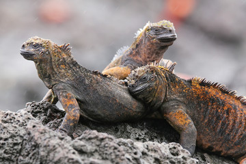Marine iguanas on Santiago Island in Galapagos National Park, Ec