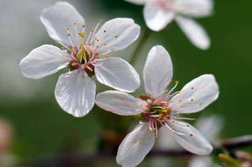 A beautiful flower of the blossoming cherry tree in the spring time