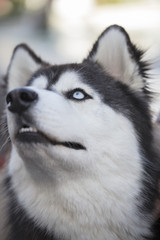 Siberian Husky Close Up of Face