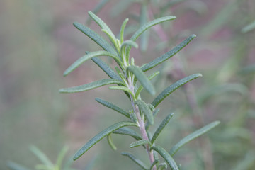 rosemary closeup