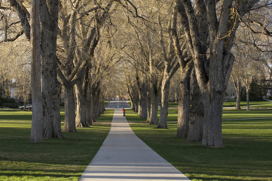 Allee with old American elm trees - the Oval at Colorado State U