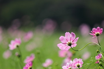 Obraz premium コスモス