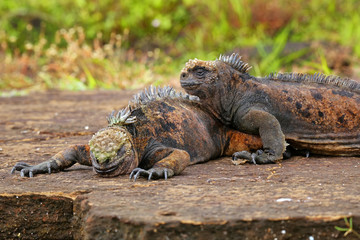 Marine iguanas on Santiago Island in Galapagos National Park, Ec