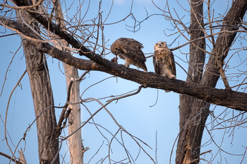 Owls Perched and eating a rat