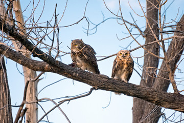 Fototapeta na wymiar Owls Perched