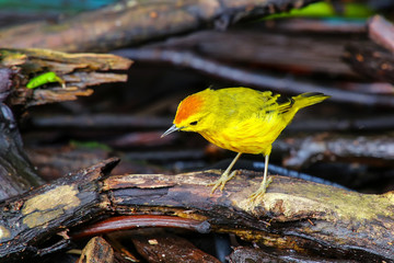 Male Yellow Warbler on Santa Cruz Island in Galapagos National P