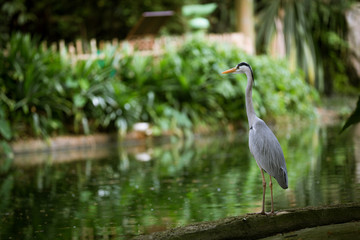 Grey heron beside the water