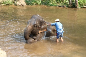Time to give the elefant a bath
