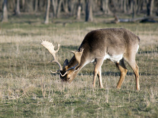 Fallow deer buck