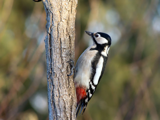 Great Spotted Woodpecker (Dendrocopos major)