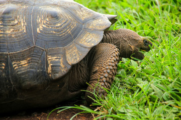 Galapagos giant tortoise on Santa Cruz Island in Galapagos Natio