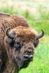 European bison aurochs in Belovezhskaya Puscha © useful pictures