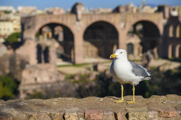 Seagull at the Roman Forum, Rome, Italy
