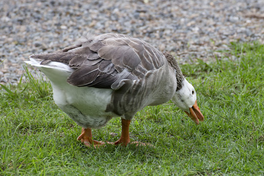 Greylag goose showing its serrated beak as it forages