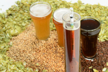 Home brew beer ingredients with various grains illustrating different color and the beers produced from different mixtures of grains surrounded by hop flowers
