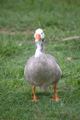 Portrait of a Greylag Goose in Queensland