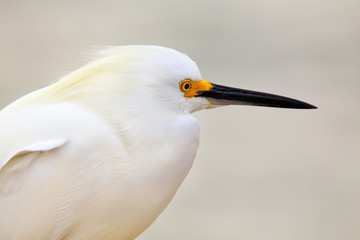 Portrait of Snowy egret