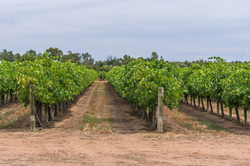 Fototapeta na wymiar Vineyard cultivation in rural South Australia is well suited to the temperate climate in the region