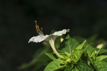 mirabilis jalapa or Peruvian wonder