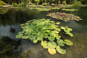 Obraz na płótnie Canvas Victoria regia on lake in the Botanic Garden of Rio de Janeiro B