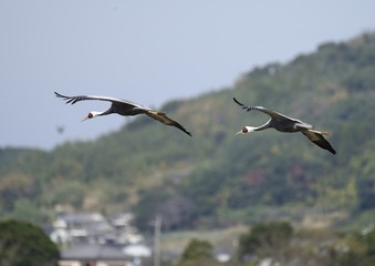 出水市で越冬する鶴