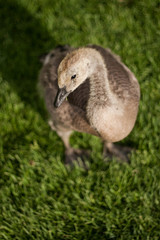 Gosling