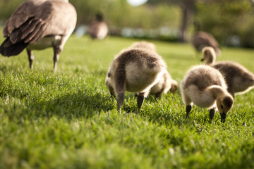 Goslings