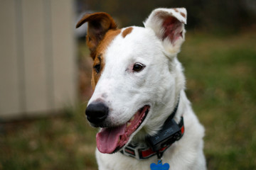White dog with Spot