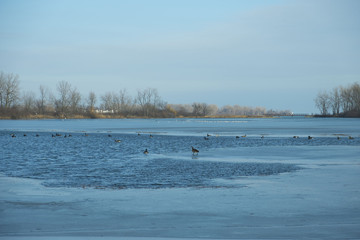 Ice birds