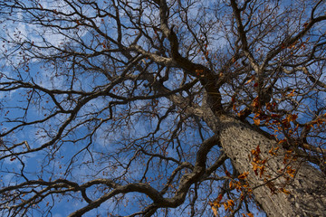Orange leaves on tree