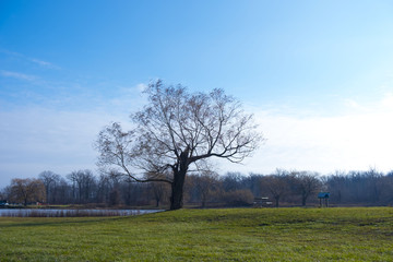 Fototapeta na wymiar Tree in the park