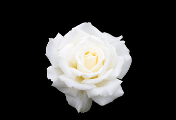 Obraz premium white single rose
