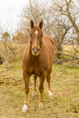 Fototapeta premium Horse