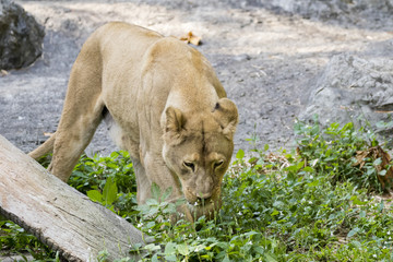 Image of a female lion on nature background. Wild Animals.
