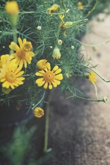 Daisy flowers - yellow flowers