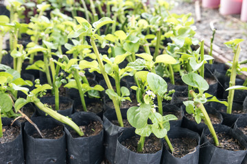 vegetable bed , vegetable plot. Variegated plant in nursery