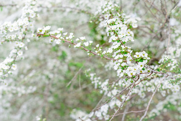 Obraz premium Spiraea thunbergii 