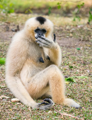 Shy gibbon