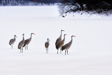 Sandhill Cranes in the Snow