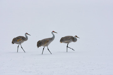 Sandhill Cranes in the Snow