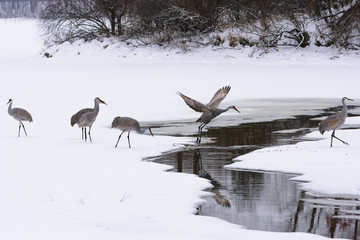 Sandhill Cranes in the Snow