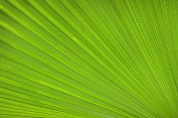 Obraz premium leaf