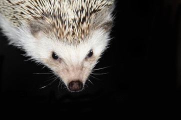 african pygmy hedge hog