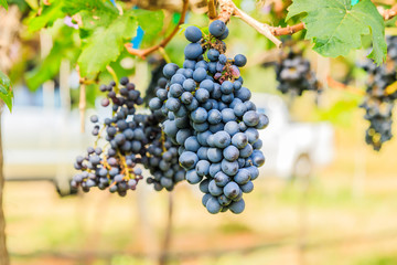  large bunches of red wine grapes hang from a vine, warm backgro
