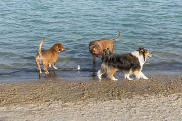Boys will be boys, beagle welsh corgi mix wonders what has gotten into his pit bull bullmastiff pal as he drops his toy to gawk at the beautiful collie prancing by in her walk along a dog park beach