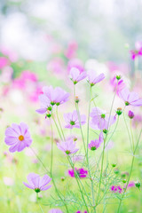 cosmos flowers and bokeh