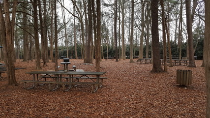Forest picnic